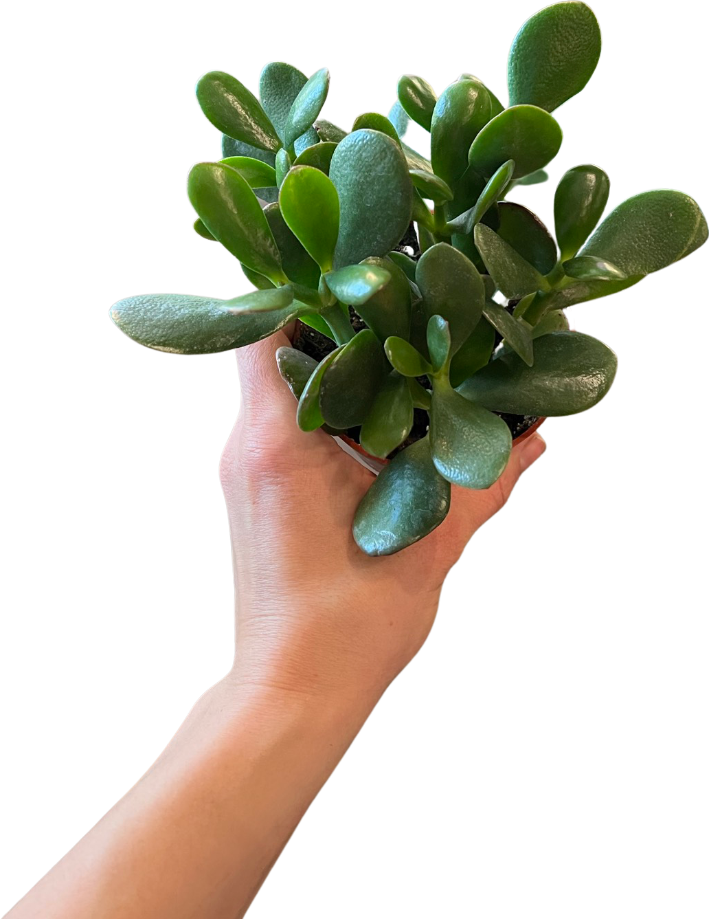 Jade Succulent