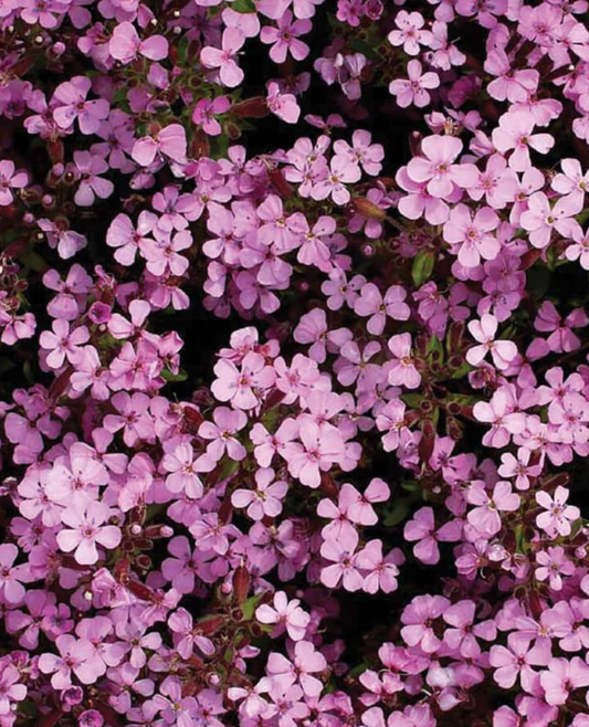 Seeds | Saponaria Rock Soapwort