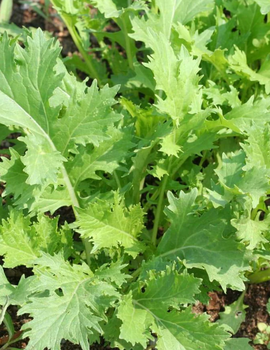 Seeds | Mustard Mizuna Certified Organic