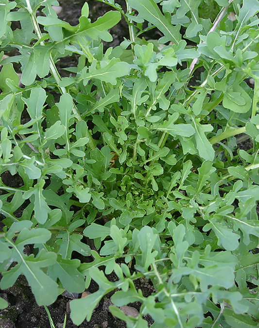 Seeds | Arugula Esmee Certified Organic