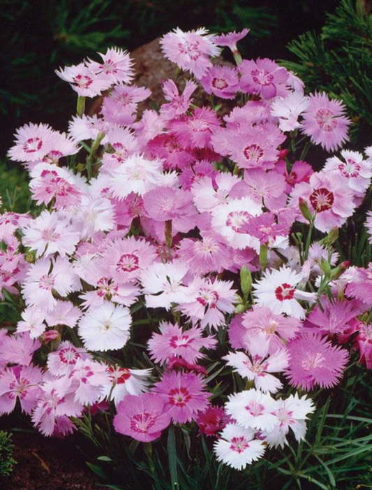 Seeds | Dianthus Sweetness