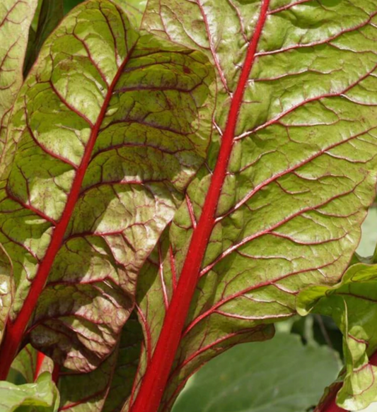 Seeds | Swiss chard  Rhubarb