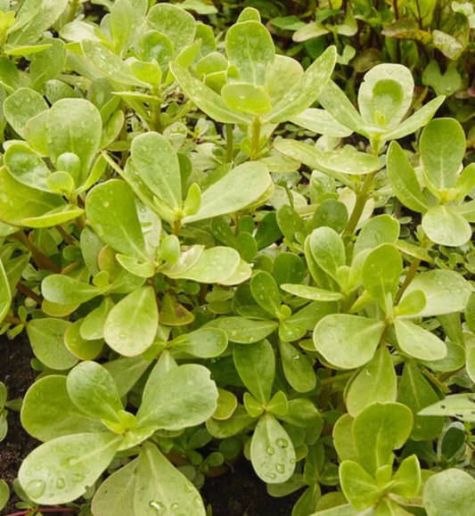 Seeds | Purslane Tall Green Wild Greens