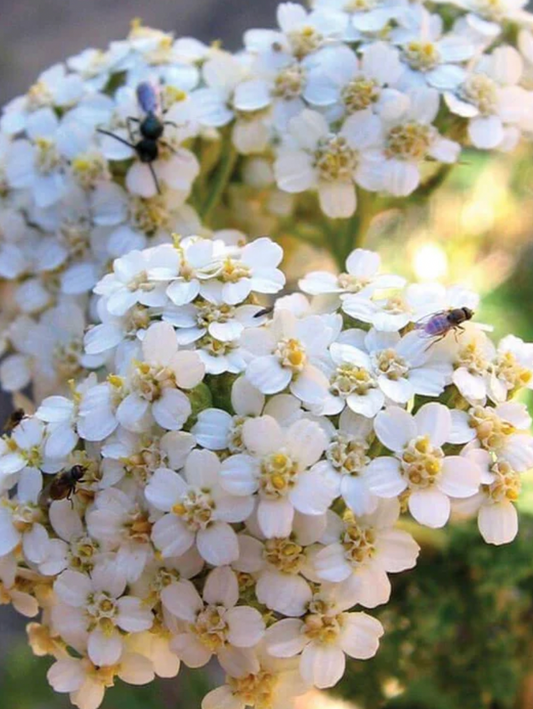 Seeds | Western Yarrow