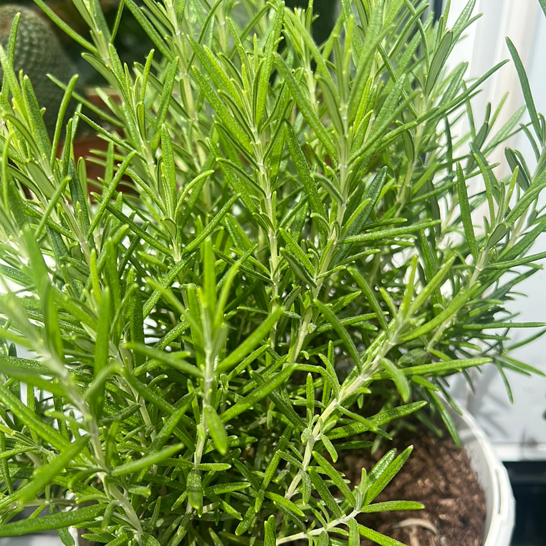 Rosemary | Garden Seedling