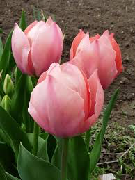 Tulips | Salmon Von Eijk 6pk