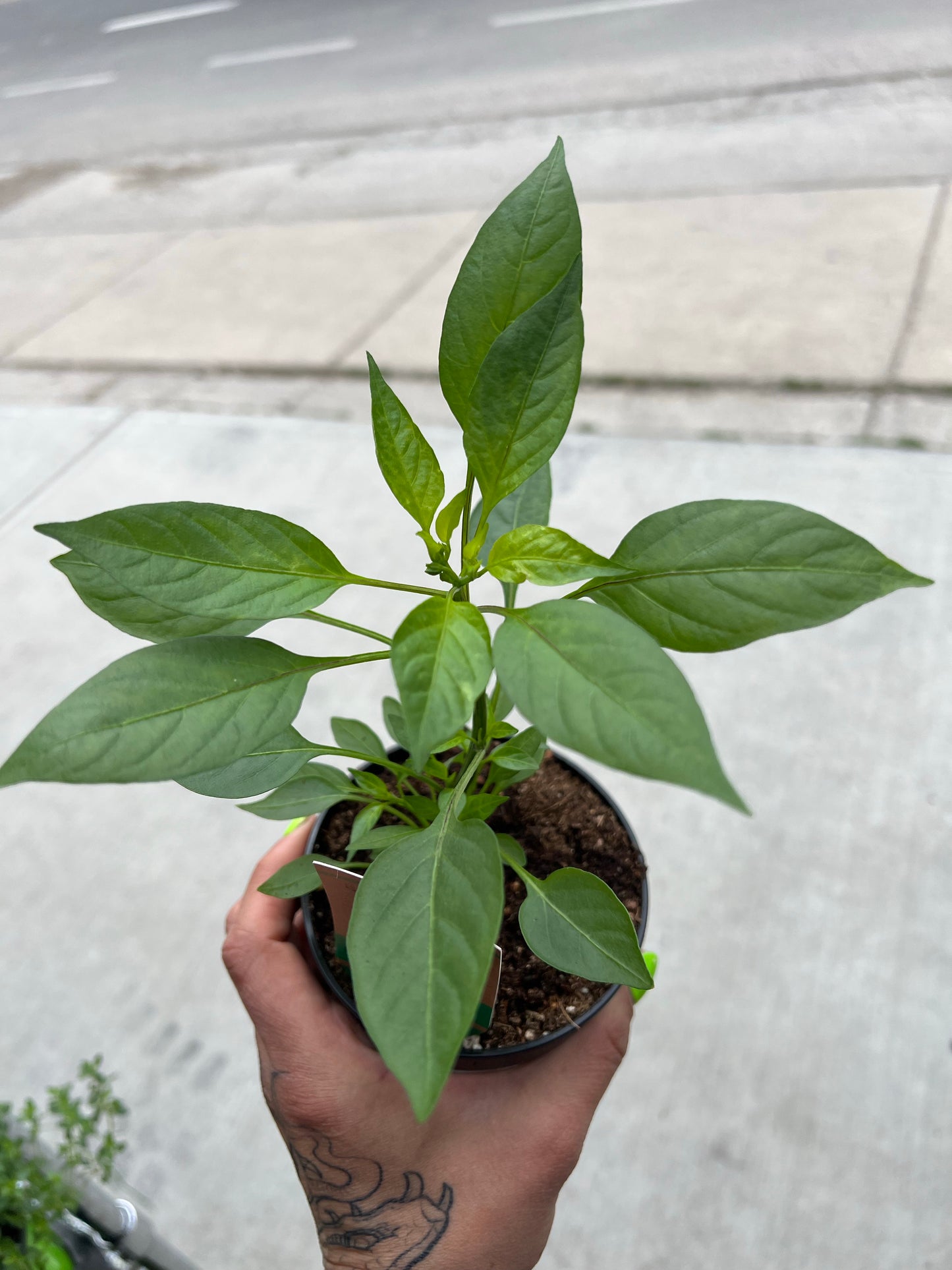 Peppers | Garden Seedling