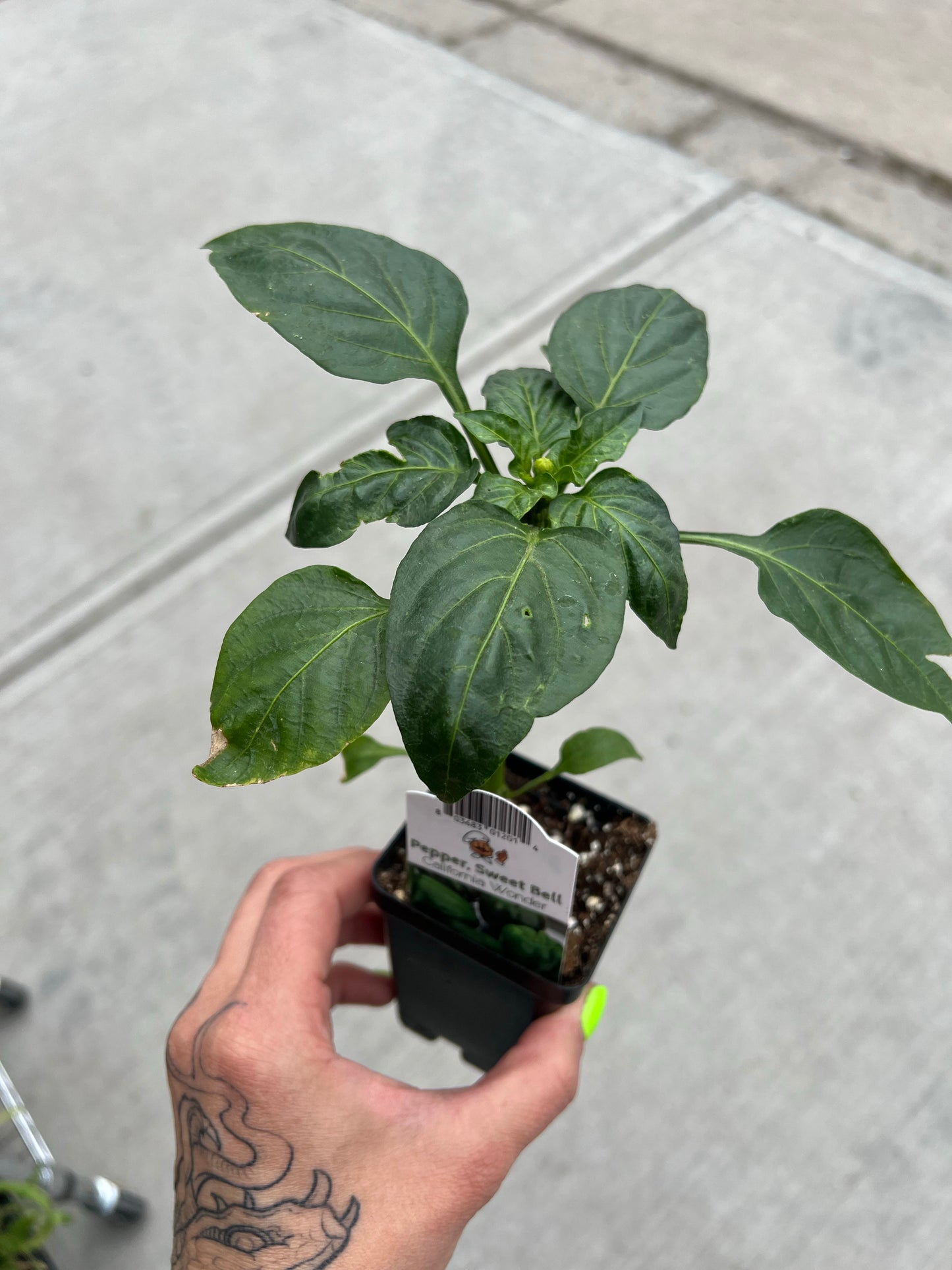 Peppers | Garden Seedling