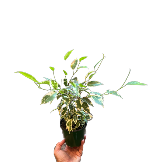 Ficus | Benjamina