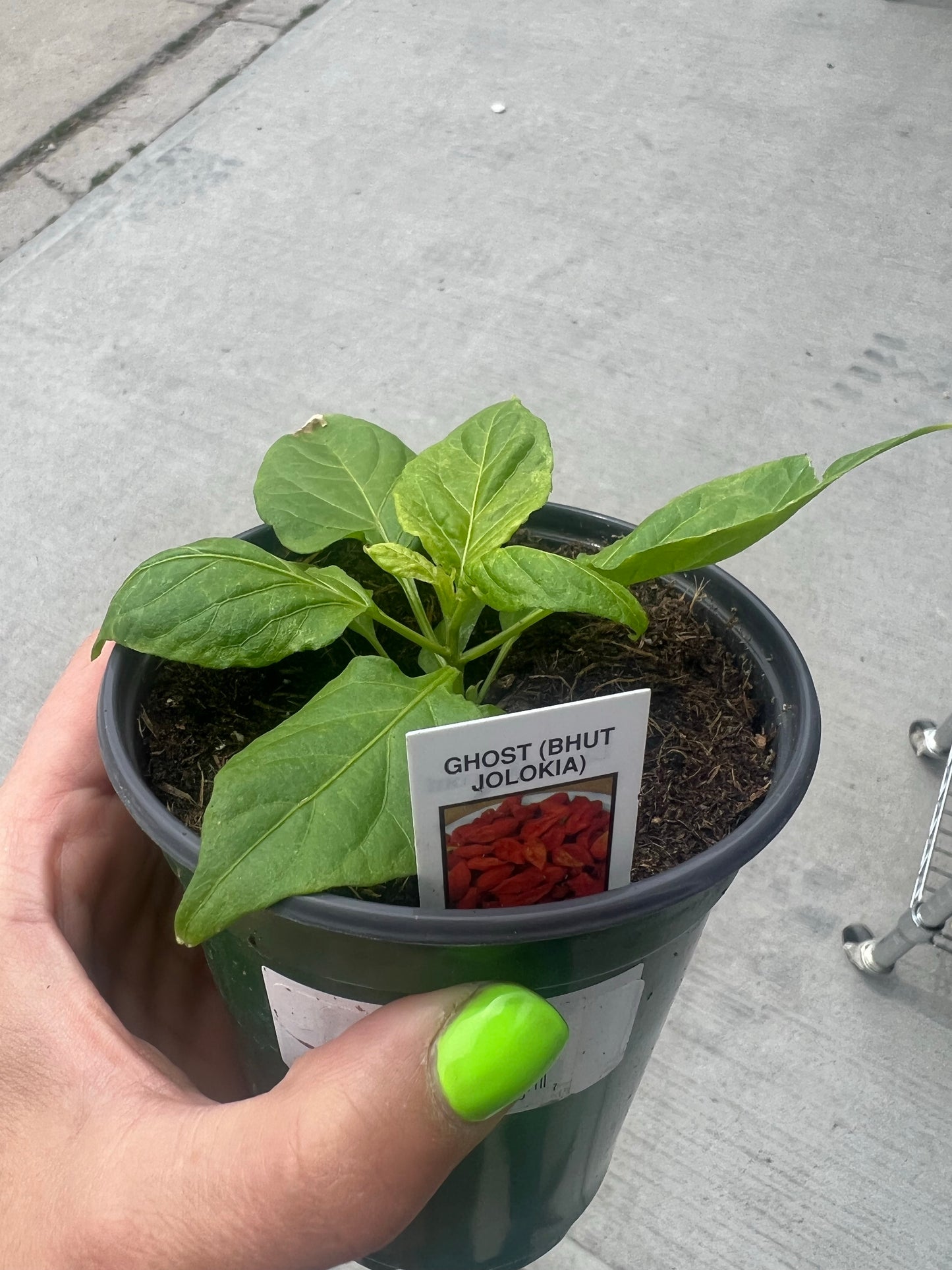 Peppers | Garden Seedling