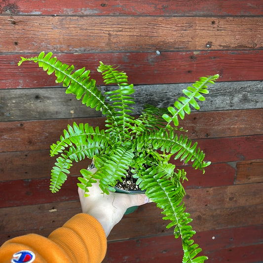 Fern | Australian Sword